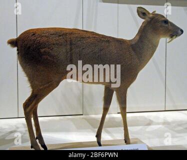 Inermi idropotes. 19 ago 20141 Foto Stock