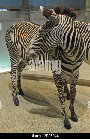 Equus grevyi. 19 ago 20141 Foto Stock