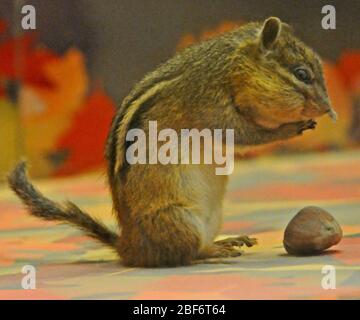 Tamias striatus. 19 ago 20141 Foto Stock