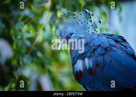 Victoria testa di piccione coronata primo piano (Goura victoria) Foto Stock