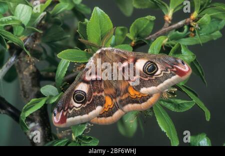 L'imperatore tarma piccola falena imperatore (Saturnia pavonia, Eudia pavonia), maschio, Germania Foto Stock