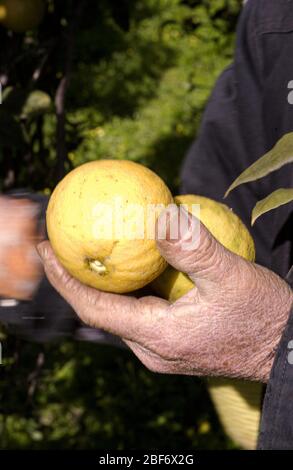 Italia Calabria - Collezione bergamotti Foto Stock