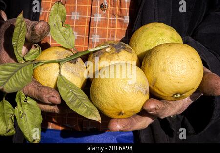 Italia Calabria - bergamotto - Collection Foto Stock