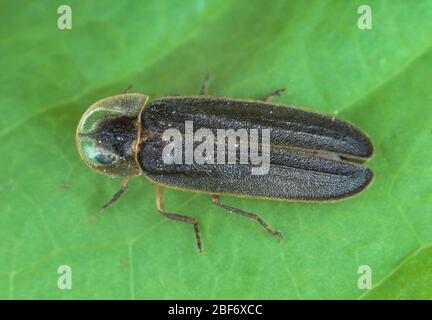 Piccolo coleottero fulmini (Lamprohiza splendidula, Phausis splendidula), maschio, Germania Foto Stock