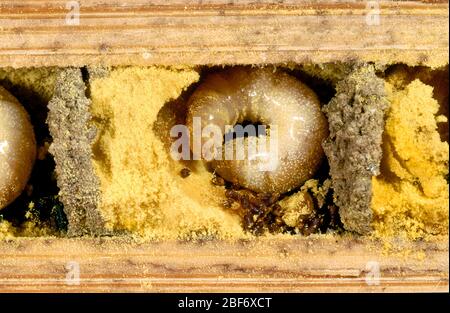 Ape di muratura rossa (Osmia rufa, Osmia bicornis), vista in sezione trasversale di un tubo di allevamento con larva e polline più vecchi, Germania Foto Stock