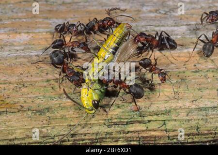 Formica rufa, con grashopper, Germania Foto Stock