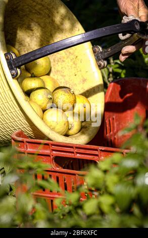 Italia Calabria - bergamotto -collection Foto Stock