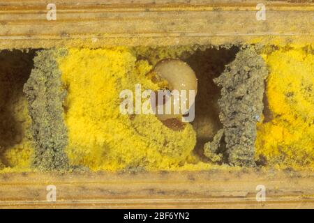 Ape di muratura rossa (Osmia rufa, Osmia bicornis), vista in sezione di un tubo di allevamento con larva e polline, Germania Foto Stock