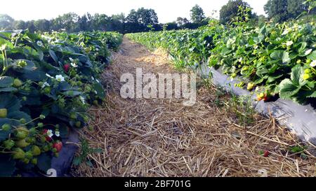 Fragola ibrida, fragola da giardino (Fragaria x ananassa, Fragaria anassa), campo di fragole, percorso di mulching tra piante con frutta e fiori , Germania Foto Stock