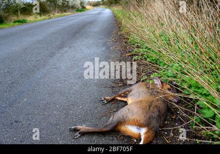 Roadkill muntjac B1083 Bawdsey Ferry Suffolk UK Foto Stock