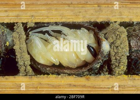 Ape di muratore rosso (Osmia rufa, Osmia bicornis), vista in sezione di un tubo di allevamento con pupa, Germania Foto Stock