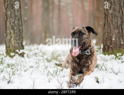 Pitbull sdraiato nella neve Foto Stock