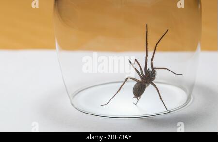 Giant House Spider (Tegenaria Duellica) intrappolata in un bicchiere prima di essere rilasciata all'esterno Foto Stock