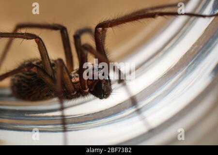 Giant House Spider (Tegenaria Duellica) intrappolata in un bicchiere prima di essere rilasciata all'esterno Foto Stock