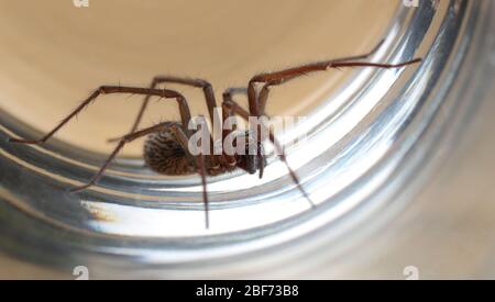 Giant House Spider (Tegenaria Duellica) intrappolata in un bicchiere prima di essere rilasciata all'esterno Foto Stock