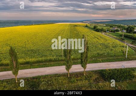 Vista aerea su una strada e campi di girasole nel villaggio di Saharna Noua, Rezina Distretto della Moldavia Foto Stock