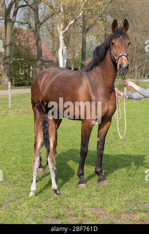 Piccolo cavallo marrone appena nato in piedi accanto alla madre, bere il latte, durante il giorno con un paesaggio di campagna. Foto Stock