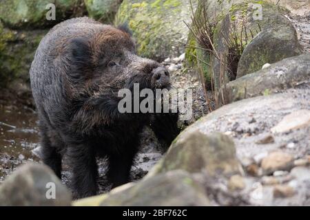 Amburgo, Germania. 27th Feb, 2020. Un cinghiale (Sus scrofa) corre lungo un corso d'acqua nella riserva di Klövensteen. Credito: Jonas Walzberg/Dpa/Alamy Live News Foto Stock