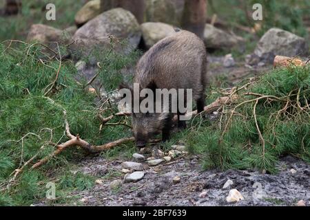 Amburgo, Germania. 27 febbraio 2020. Un cinghiale (Sus scrofa) corre attraverso la zona nella riserva di caccia di Klövensteen. Credit: Jonas Walzberg/dpa/Alamy Live News Foto Stock