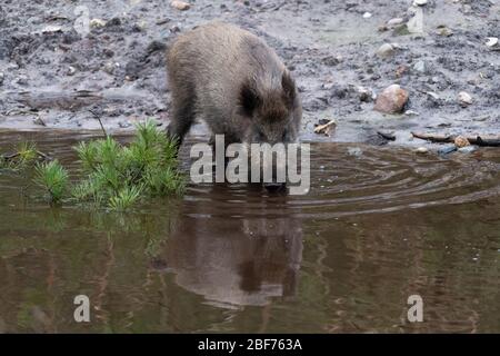 Amburgo, Germania. 27th Feb, 2020. Un cinghiale (Sus scrofa) corre lungo un corso d'acqua nella riserva di Klövensteen. Credito: Jonas Walzberg/Dpa/Alamy Live News Foto Stock