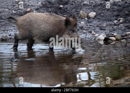 Amburgo, Germania. 27th Feb, 2020. Un cinghiale (Sus scrofa) corre lungo un corso d'acqua nella riserva di Klövensteen. Credito: Jonas Walzberg/Dpa/Alamy Live News Foto Stock