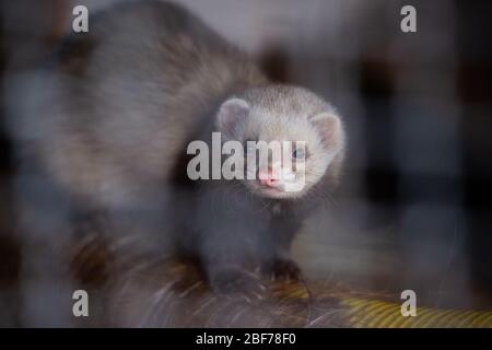 Amburgo, Germania. 27 febbraio 2020. Un furetto (Mustela putorius furo) si trova nel suo recinto nella riserva di gioco di Klövensteen e guarda nella fotocamera. Credit: Jonas Walzberg/dpa/Alamy Live News Foto Stock