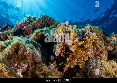 Vista subacquea dell'alga marrone a lama piatta e frondosa (zonale dello Stypopodium) con raggi solari sul retro (la Palma, Isole Canarie, mare Atlantico, Spagna) Foto Stock