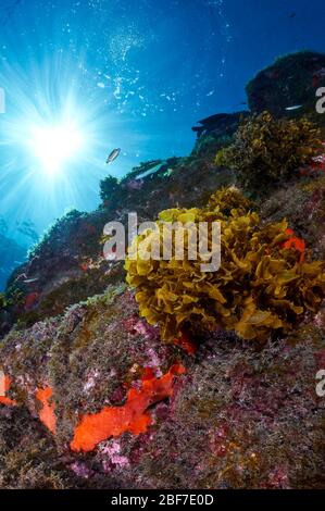 Vista subacquea di alga marrone a lama piatta e frondosa (zonale dello Stypopodium) con sole sul retro (Puerto Naos, la Palma, Isole Canarie, mare Atlantico, Spagna) Foto Stock