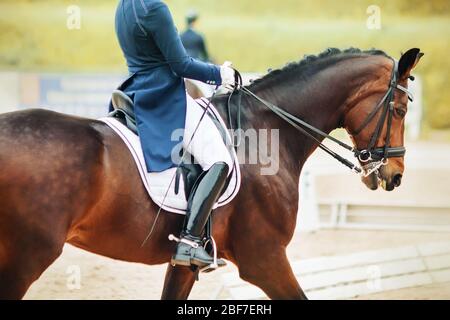 Un bellissimo cavallo Bay con punti sul suo rump e un cavaliere in sella, che è vestito in un vestito blu con stivali in pelle verniciata, partecipare alla dressa Foto Stock