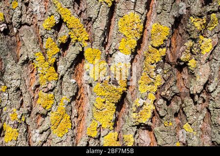 Licheni comuni di arancio o scala gialla o sunburst marittimo licheni Xantoria parietina su corteccia di acero, Ungheria, Europa Foto Stock