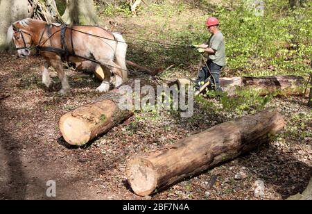 17 aprile 2020, Meclemburgo-Pomerania occidentale, Rostock: Axel Peters lavora nella foresta svizzera con la sua gelateria Reno-tedesca Hannes (13). Il cavallo di ritorno tira i tronchi di alberi dalla foresta che sono stati abbattuti nel corso dell'obbligo di sicurezza stradale dell'ufficio forestale della città. L'uso di cavalli è molto meno dannoso per la foresta che l'uso di macchinari pesanti. Foto: Bernd Wüstneck/dpa-Zentralbild/dpa Foto Stock