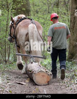 17 aprile 2020, Meclemburgo-Pomerania occidentale, Rostock: Axel Peters lavora nella foresta svizzera con la sua gelateria Reno-tedesca Hannes (13). Il cavallo di ritorno tira i tronchi di alberi dalla foresta che sono stati abbattuti nel corso dell'obbligo di sicurezza stradale dell'ufficio forestale della città. L'uso di cavalli è molto meno dannoso per la foresta che l'uso di macchinari pesanti. Foto: Bernd Wüstneck/dpa-Zentralbild/dpa Foto Stock