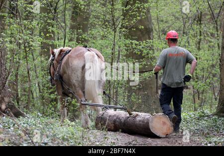 17 aprile 2020, Meclemburgo-Pomerania occidentale, Rostock: Axel Peters lavora nella foresta svizzera con la sua gelateria Reno-tedesca Hannes (13). Il cavallo di ritorno tira i tronchi di alberi dalla foresta che sono stati abbattuti nel corso dell'obbligo di sicurezza stradale dell'ufficio forestale della città. L'uso di cavalli è molto meno dannoso per la foresta che l'uso di macchinari pesanti. Foto: Bernd Wüstneck/dpa-Zentralbild/dpa Foto Stock