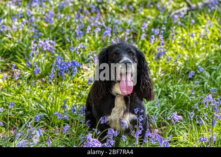 Il cocker nero spaniel in un legno del bluebell, il wield superiore, Aresford, Hampshire Foto Stock