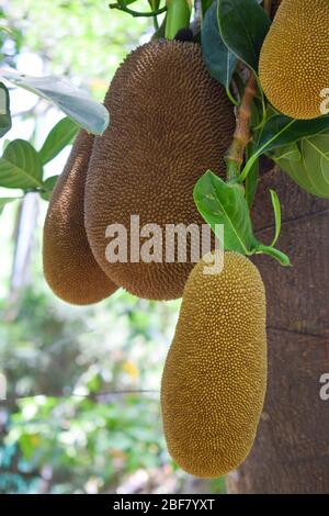 Mazzo di grandi frutti jack appeso da un grande albero in selvaggio guardando molto bello Foto Stock
