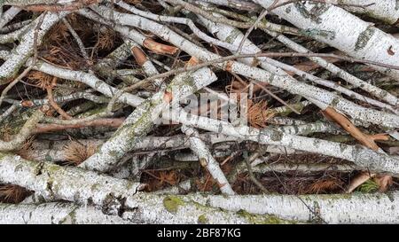 Tronchi appena sfornati. Tronchi di alberi nella foresta dopo abbattimento. Foto Stock