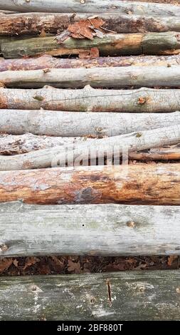 Tronchi appena sfornati. Tronchi di alberi nella foresta dopo abbattimento. Foto Stock