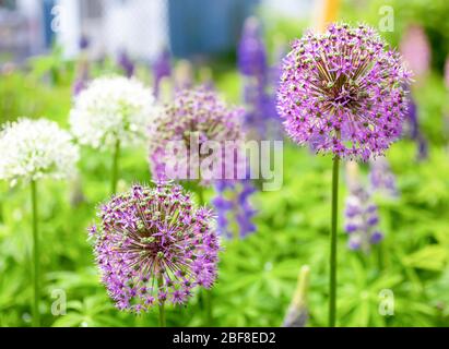 Alliums fiorisce in un giardino perenne nordamericano. Foto Stock