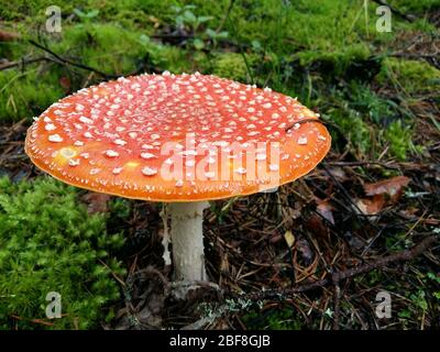 Rosso brillante selvatico velenoso, psicoattivo e medicinale funghi agarici mosche, Amanita muscaria, in crescita tra mussi e licheni renne in una foresta Foto Stock