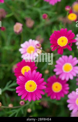 Rosa crisantemi Foto Stock