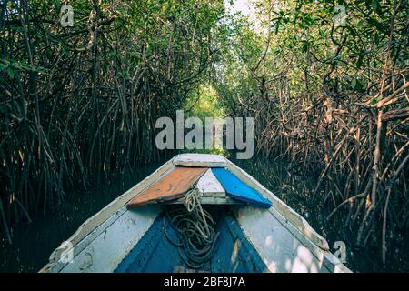 Gambia Mangrovie. Kayak nella verde foresta di mangrovie in Gambia. Africa paesaggio naturale. Foto Stock