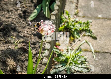 Bumblebee si siede su un fiore tulipano Foto Stock