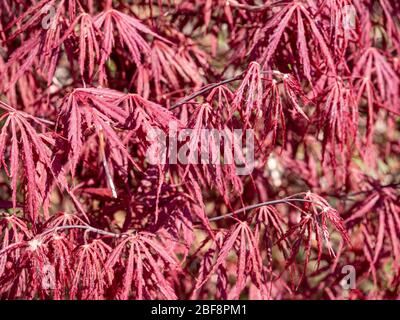 Fuoco Maple sapone Famiglia Sapindaceae nel Parco Foto Stock