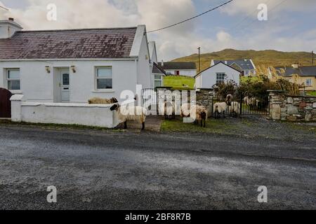 Le pecore Shetland a testa nera entrano persino nel balcone di una casa su Achill Island, County Mayo, Irlanda. Sono pecore molto socievoli e vigorose. Foto Stock