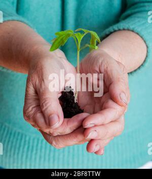 le mani delle donne tengono con attenzione un giovane germoglio con terra e radici Foto Stock