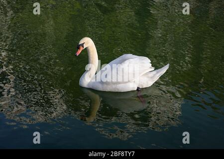 Bianco muto swan isolato su uno sfondo verde nuoto sulle acque del Canal de l'Ourcq a Parigi, Francia. Foto Stock