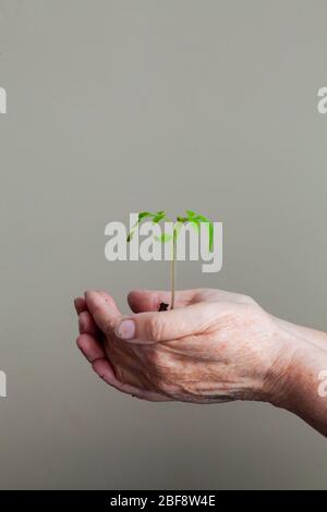 le mani delle donne tengono con attenzione un giovane germoglio con terra e radici Foto Stock