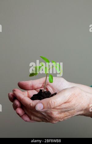 le mani delle donne tengono con attenzione un giovane germoglio con terra e radici Foto Stock