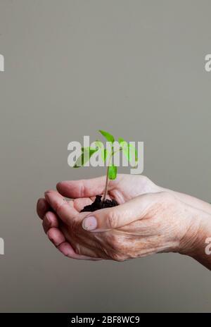 le mani delle donne tengono con attenzione un giovane germoglio con terra e radici Foto Stock