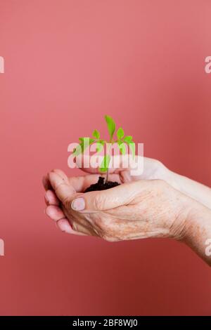 le mani delle donne tengono con attenzione un giovane germoglio con terra e radici Foto Stock